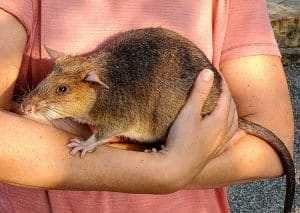 Seim Reip Rats Meeting the Hero Rats: A Family Visit to the Apopo Centre in Siem Reap ...