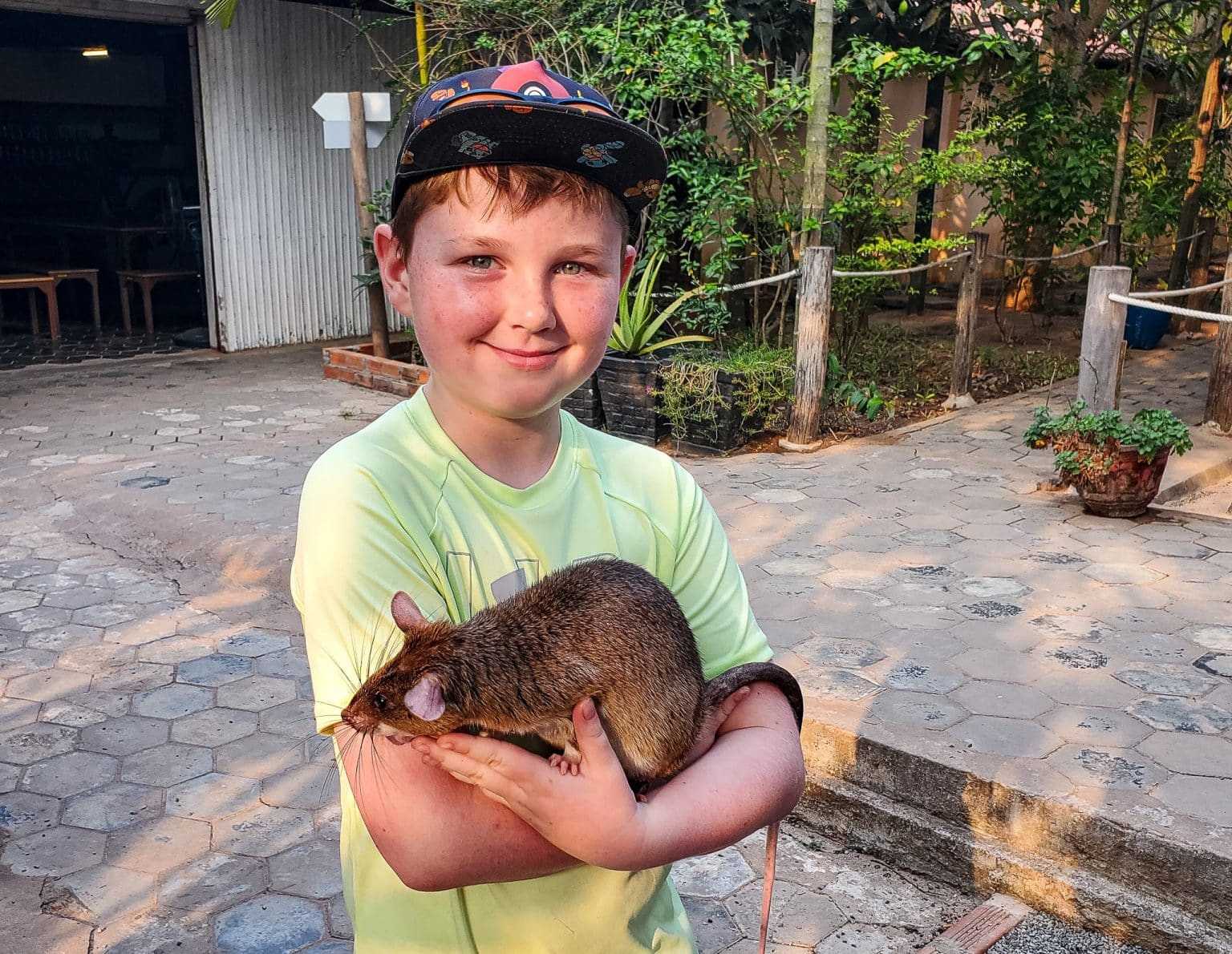 Seim Reip Rats Meeting the Hero Rats: A Family Visit to the Apopo Centre in Siem Reap ...