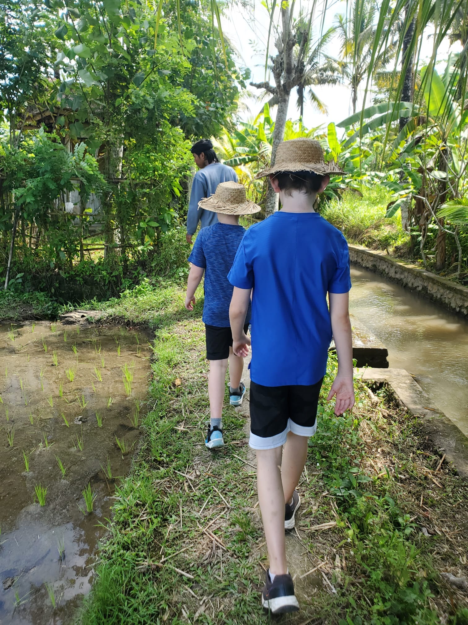Learning to Rice Farm: A Family Experience in Ubud, Bali – Animals Abroad